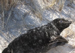 GORDON WARING, NEFSC/PROTECTED SPECIES BRANCH UNDER PERMIT #17670-02 Seal pups spend part of their first month in a lethargic state, making them easy to capture for testing.
