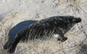 GORDON WARING, NEFSC/PROTECTED SPECIES BRANCH UNDER PERMIT #17670-02 A molted gray seal pup.