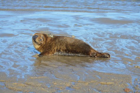 Photo by Margot Madden, National Marine Life Center