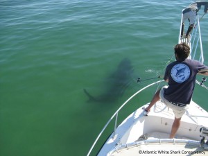 PHOTO COURTESY ATLANTIC WHITE SHARK CONSERVANCY. The state's shark expert Greg Skomal tags a great white shark off Chatham Tuesday, August 26.