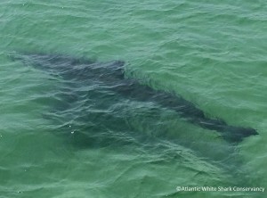 The first Great White Shark of the season was tagged by state shark expert Greg Skomal off Monomoy on Thursday, July 31.