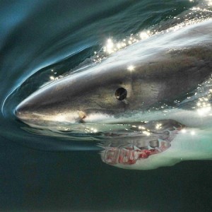 skomal white shark_CALENDAR