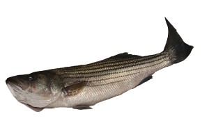 Striped bass.