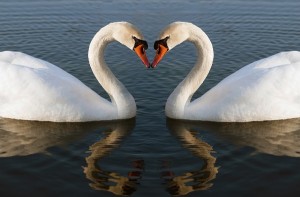 This is the breeding period for swan, which can result in some unusual behavior, according to Barnstable Senior Animal Control Officer Charles Lewis.