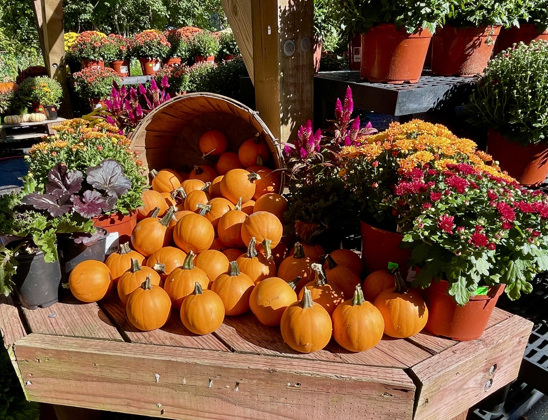 Sunday photo essay: The feeling of fall