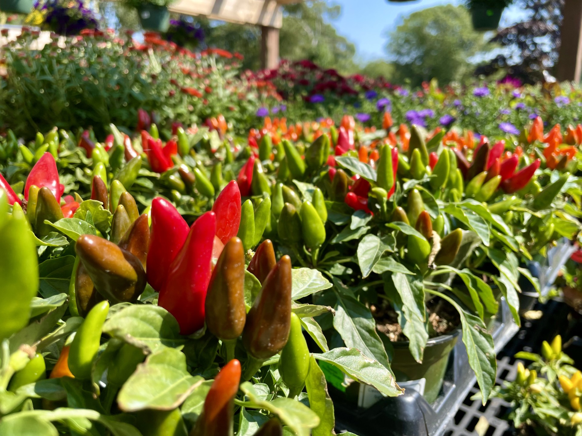 Sunday photo essay: Summer still blooms