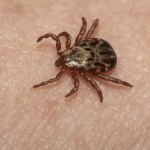 Wood ticks are common on the Cape. But deer ticks that carry Lyme disease are much smaller, the size of a freckle.