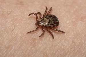 Wood ticks are common on the Cape. But deer ticks that carry Lyme disease are much smaller, the size of a freckle.