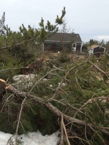 COURTESY OF TRURO POLICE DEPARTMENT Trees cut down on Knowles Heights Road in Truro.
