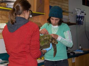 Photo Courtesy: Wellfleet Bay Wildlife Sanctuary. A turtle is treated after being rescued from an Outer Cape beach this week