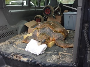 COURTESY OF MICHAEL SPRAGUE/WELLFLEET AUDUBON A turtle who was found stranded along the shores of Cape Cod Bay is driven off Cape for rehabilitation.