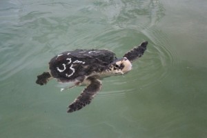 COURTESY NATIONAL MARINE LIFE CENTER A turtle named "Anchor" swimming at National Marine Life Center.