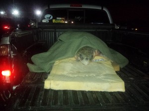 A turtle is being transported to an off-Cape marine animal hospital.