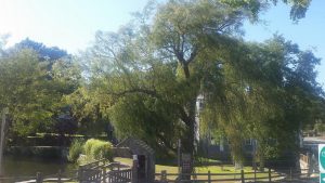 CCB MEDIA PHOTO: Sandwich residents have expressed concern about the planned removal of this weeping willow tree near Sandwich Town Hall