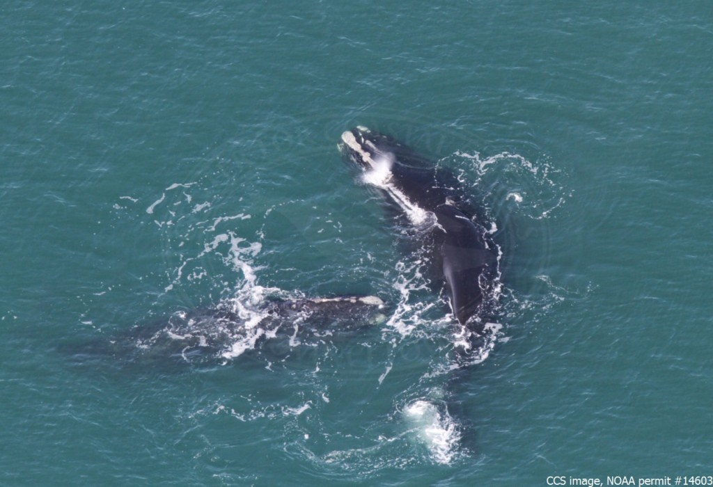 COURTESY CENTER FOR COASTAL STUDIES RIGHT WHALE TEAM This aerial photo shows two right whales, including one named Sagamore, taken February 24 by Corey Accardo of the Center for Coastal Studies. They were in what is called a "surface active group" with another right whale,  named "Nantucket," who is not in this photo. 