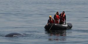 The response team used a grappling hook to establish a working line on the entanglement. CCS image taken under NOAA permit #18786