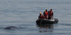  The response team used a grappling hook to establish a working line on the entanglement. CCS image taken under NOAA permit #18786